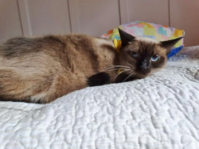 Gato ra a srd idade 2 anos nome Damasco