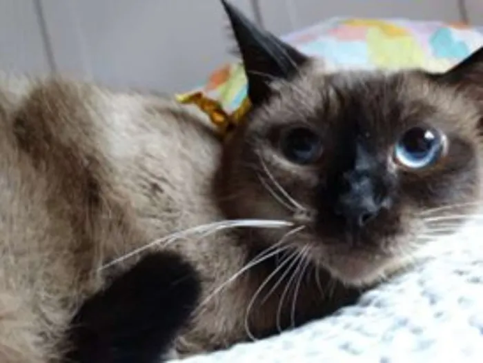 Gato ra a srd idade 2 anos nome Damasco