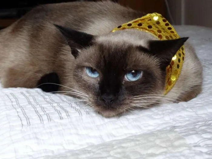 Gato ra a srd idade 2 anos nome Damasco