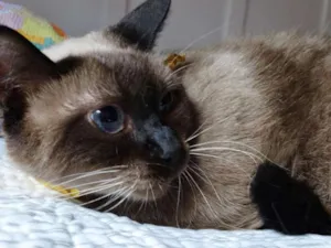 Gato raça srd idade 2 anos nome Damasco