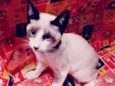 ROMEU