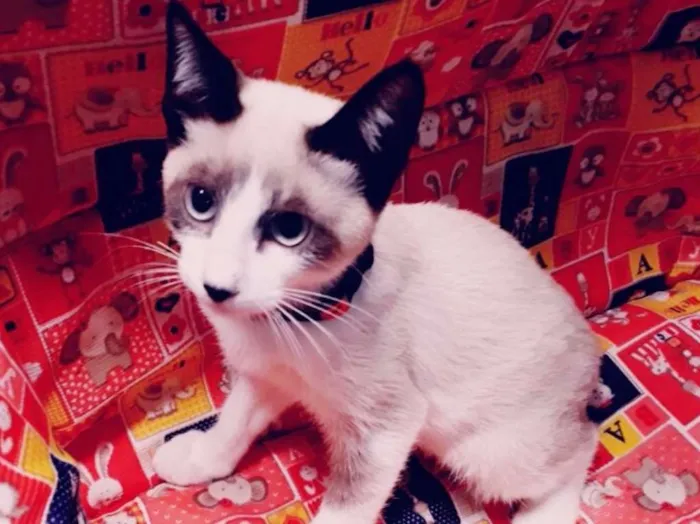 Gato ra a SRD idade 2 a 6 meses nome ROMEU