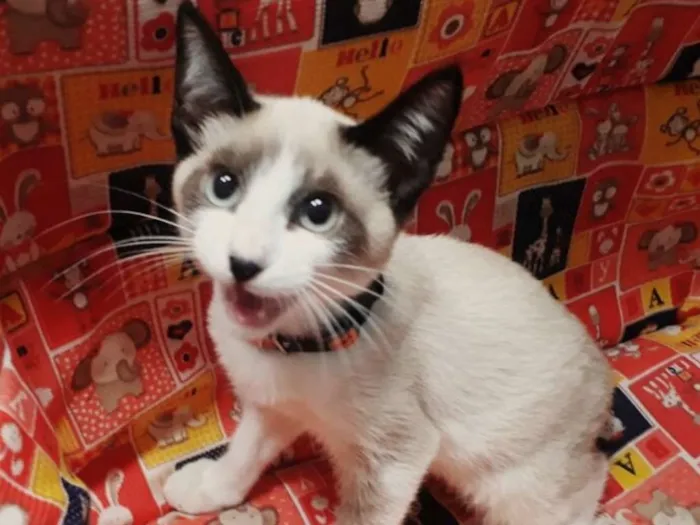 Gato ra a SRD idade 2 a 6 meses nome ROMEU