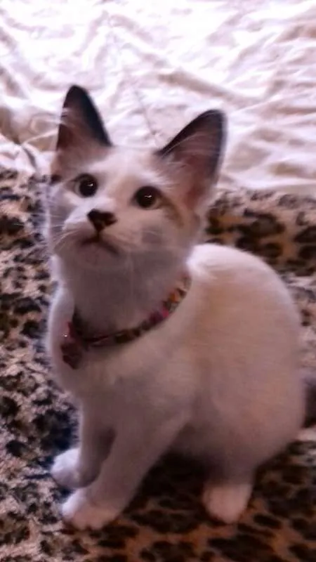 Gato ra a srd idade 2 a 6 meses nome Samuca