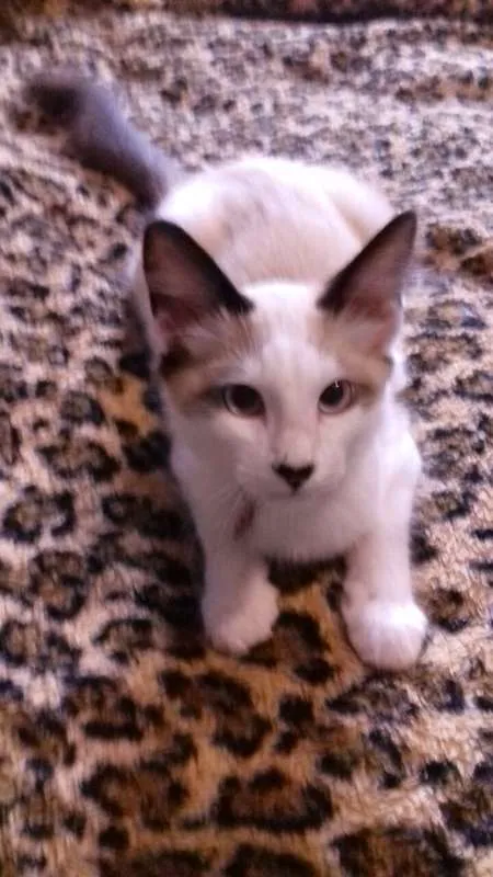 Gato ra a srd idade 2 a 6 meses nome Samuca