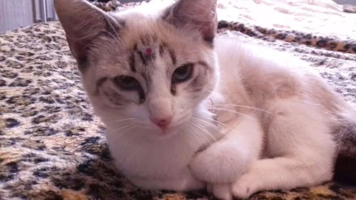 Gato ra a SRD idade 2 a 6 meses nome LIKA