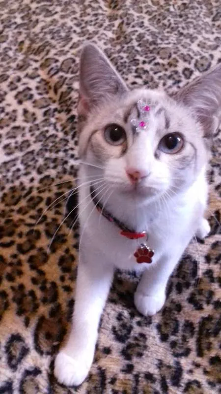 Gato ra a SRD idade 2 a 6 meses nome LIKA