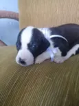 Maya