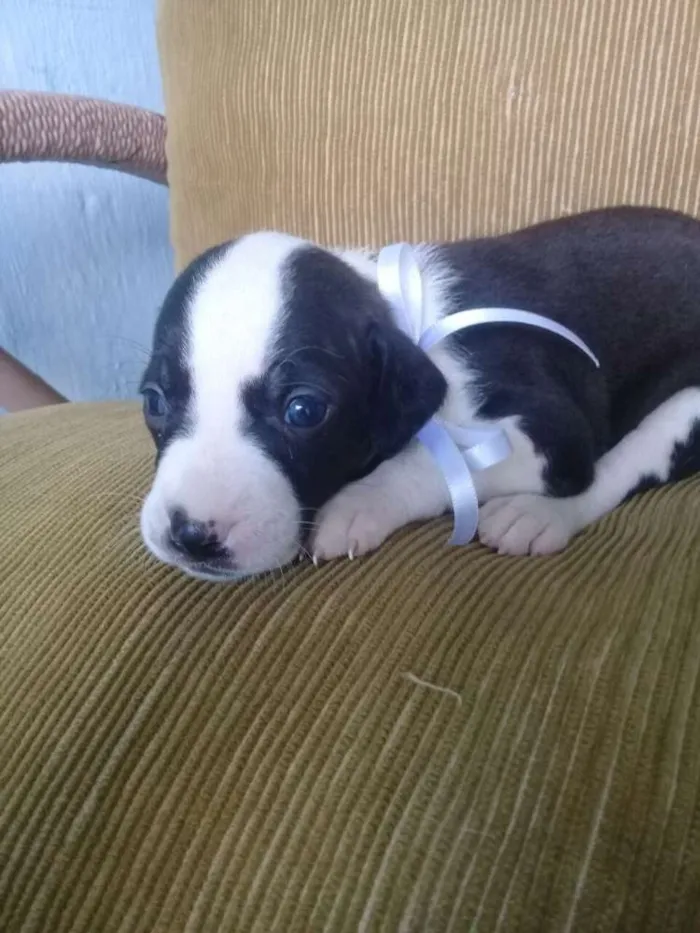 Cachorro ra a Vira lata idade 2 a 6 meses nome Maya