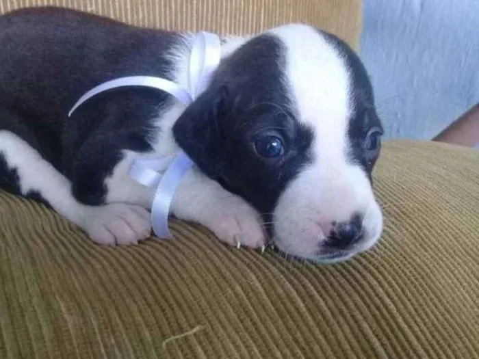 Cachorro ra a Vira lata idade 2 a 6 meses nome Maya