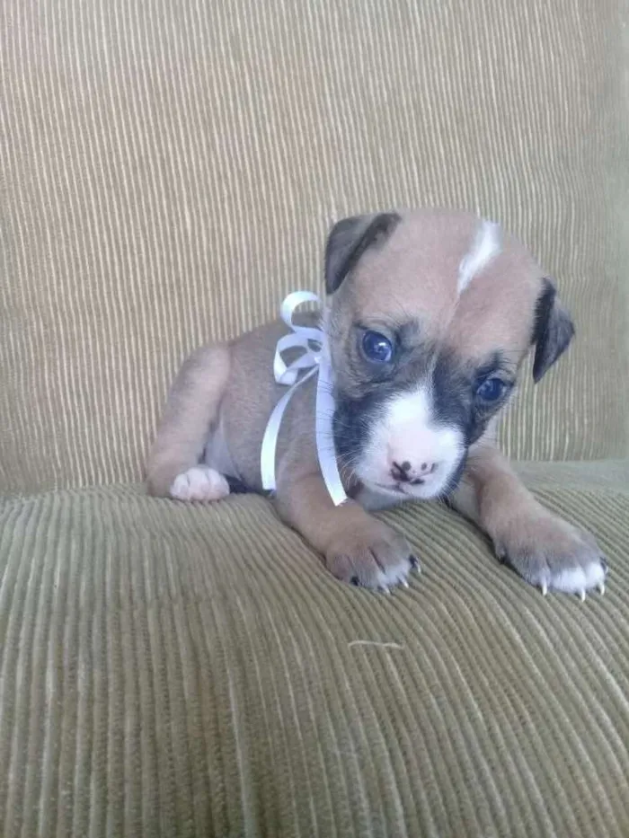 Cachorro raça Vira lata idade 2 a 6 meses nome Leia