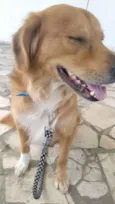 Napoleão 