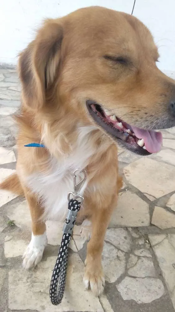 Cachorro raça golden retriever/viralata idade 4 anos nome Napoleão 