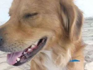 Cachorro raça golden retriever/viralata idade 4 anos nome Napoleão 