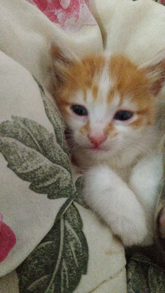 Gato ra a Nao definida idade Abaixo de 2 meses nome Nenhum