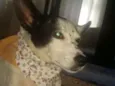 TEQUILA