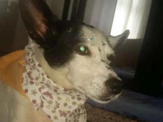 Cachorro ra a Srd idade 4 anos nome TEQUILA