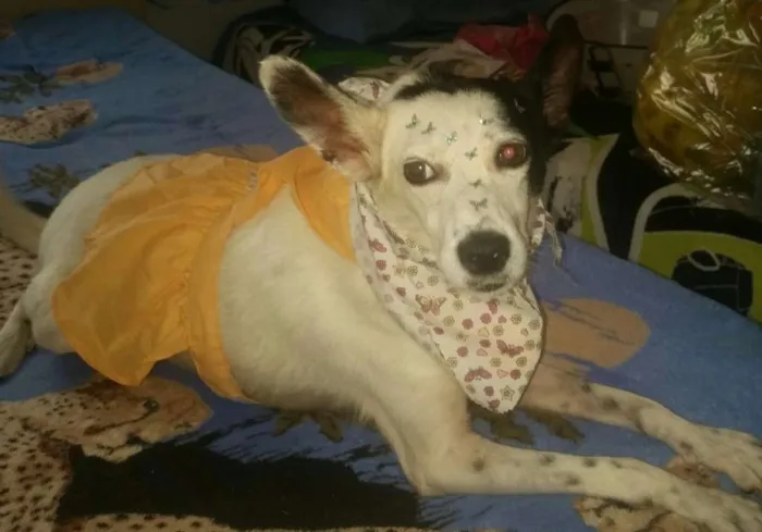 Cachorro ra a Srd idade 4 anos nome TEQUILA