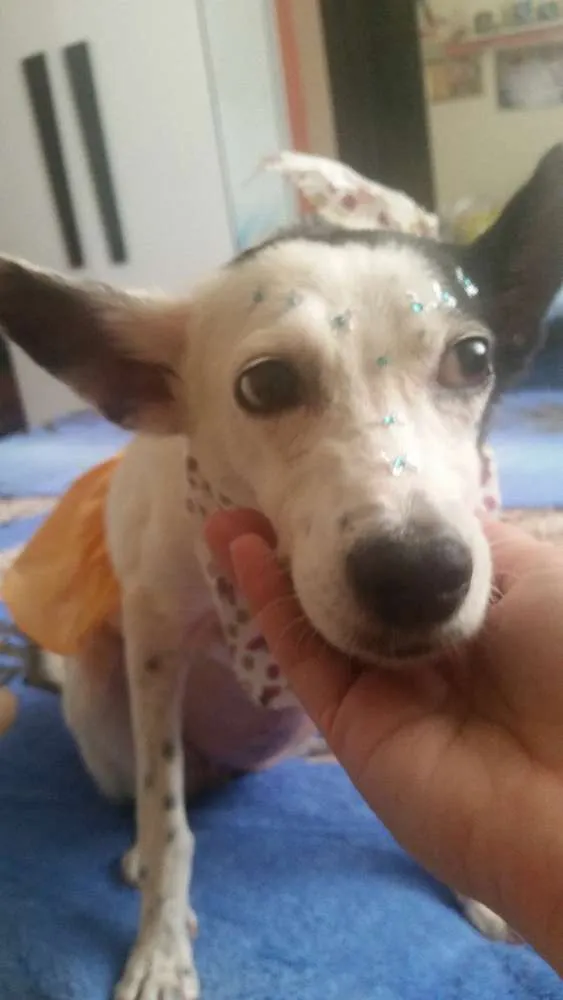 Cachorro ra a Srd idade 4 anos nome TEQUILA