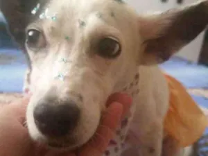 Cachorro raça Srd idade 4 anos nome TEQUILA