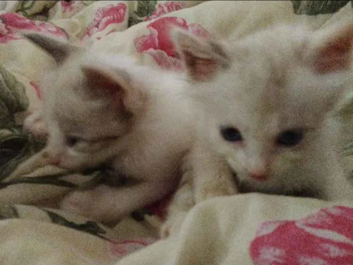 Gato ra a Nao definida idade Abaixo de 2 meses nome Nenhum