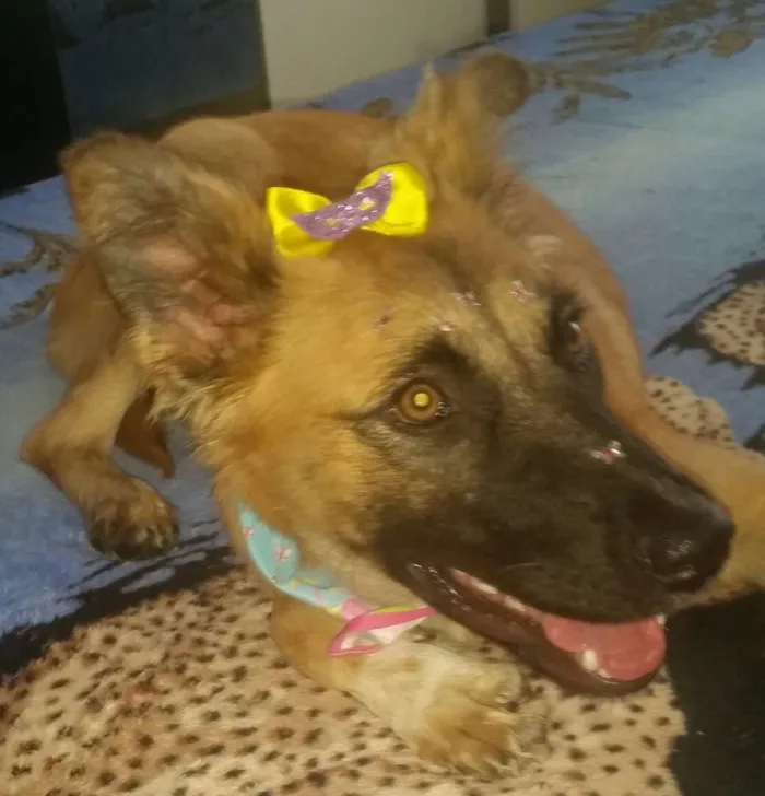 Cachorro ra a Mix de pastor  idade 7 a 11 meses nome ONIX 