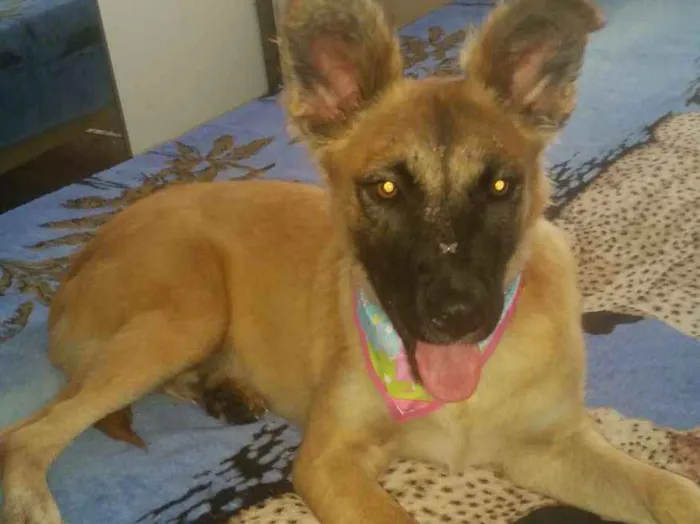 Cachorro ra a Mix de pastor  idade 7 a 11 meses nome ONIX 