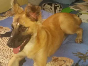 Cachorro raça Mix de pastor  idade 7 a 11 meses nome ONIX 