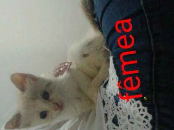 Gato ra a Nao definida idade Abaixo de 2 meses nome Nenhum