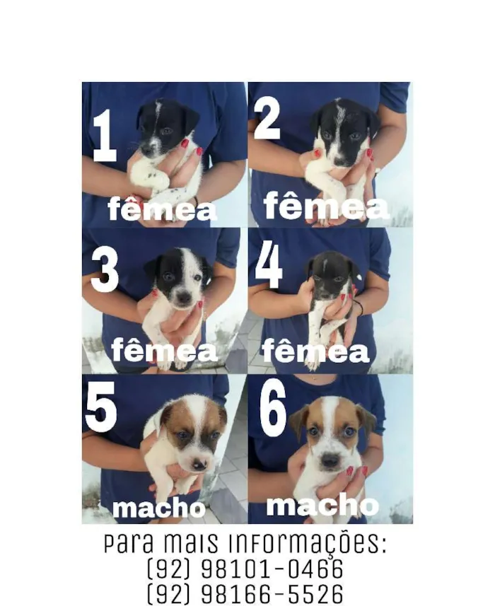 Cachorro raça vira lata idade Abaixo de 2 meses nome floquinho