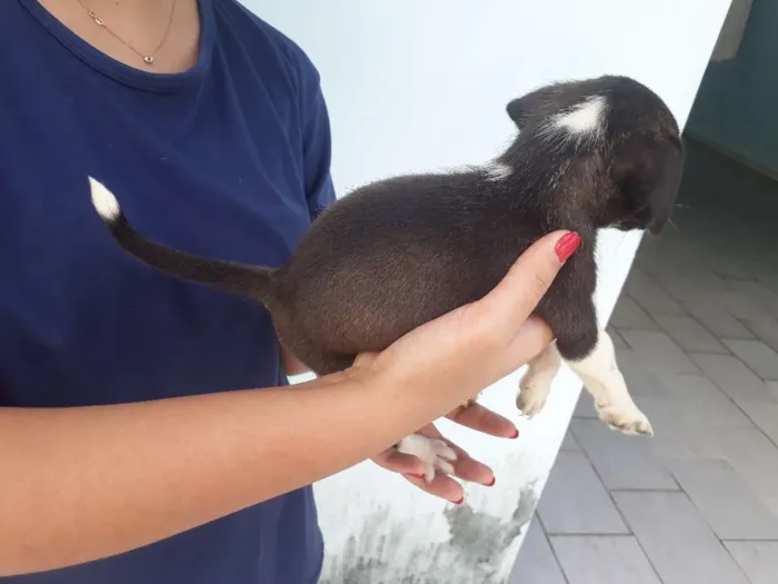 Cachorro raça vira lata idade Abaixo de 2 meses nome floquinho