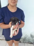 floquinho