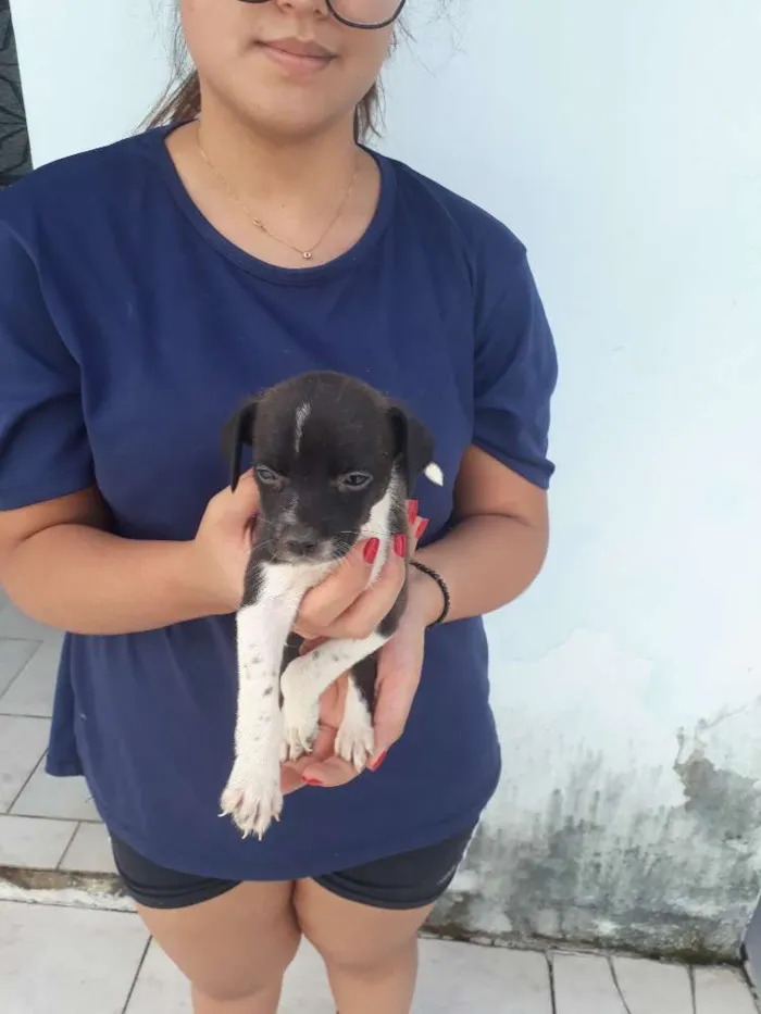 Cachorro raça vira lata idade Abaixo de 2 meses nome floquinho