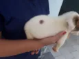 floquinho
