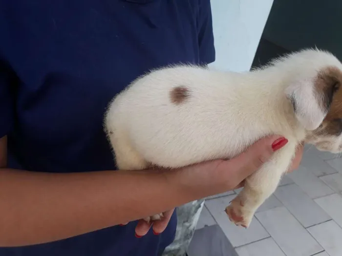 Cachorro raça vira lata idade Abaixo de 2 meses nome floquinho