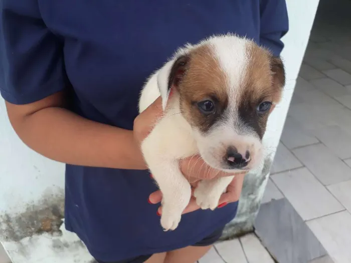 Cachorro raça vira lata idade Abaixo de 2 meses nome floquinho