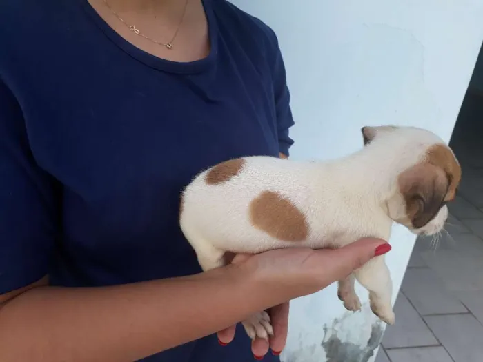 Cachorro raça vira lata idade Abaixo de 2 meses nome floquinho