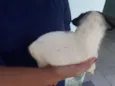 floquinho
