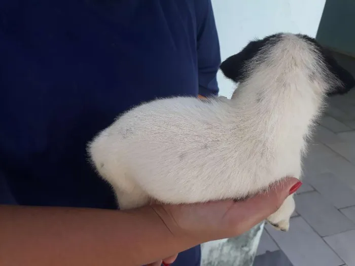 Cachorro raça vira lata idade Abaixo de 2 meses nome floquinho