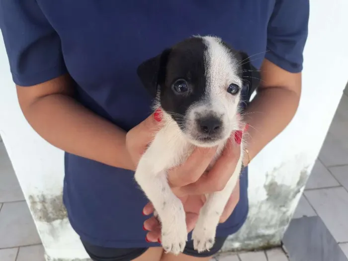 Cachorro raça vira lata idade Abaixo de 2 meses nome floquinho