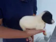 floquinho