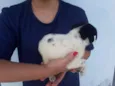 floquinho