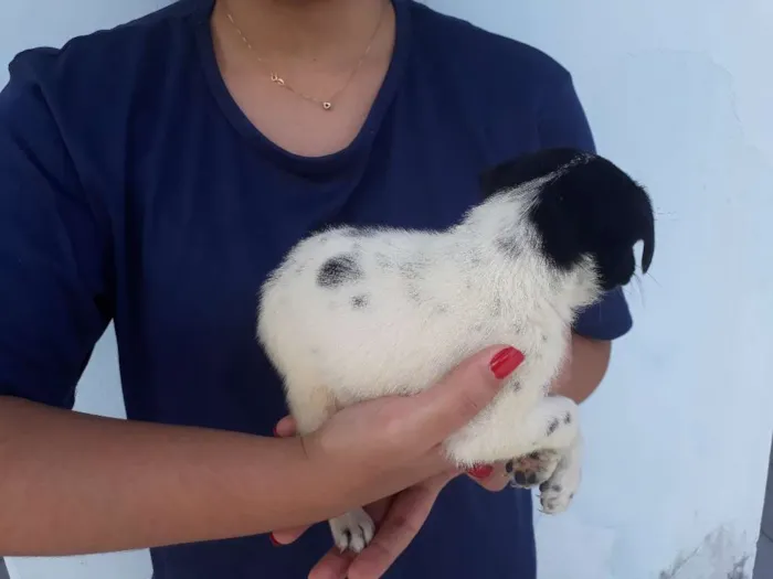 Cachorro raça vira lata idade Abaixo de 2 meses nome floquinho