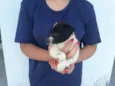 floquinho