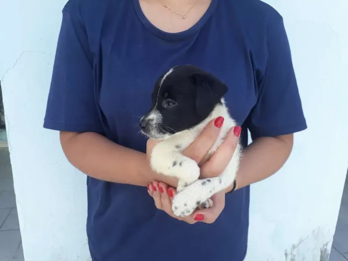 Cachorro raça vira lata idade Abaixo de 2 meses nome floquinho
