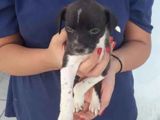 Cachorro raça vira lata idade Abaixo de 2 meses nome floquinho