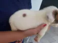 floquinho