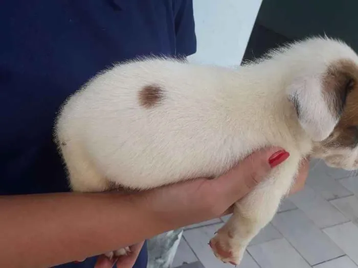 Cachorro raça vira lata idade Abaixo de 2 meses nome floquinho