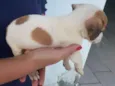 floquinho