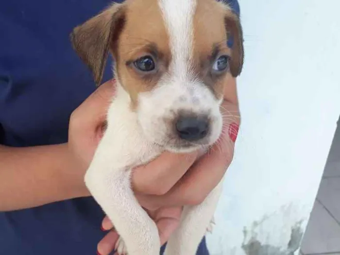 Cachorro raça vira lata idade Abaixo de 2 meses nome floquinho